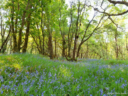 Gruline Bluebell Wood Isle of Mull Landscape Art by Chris Beever 1