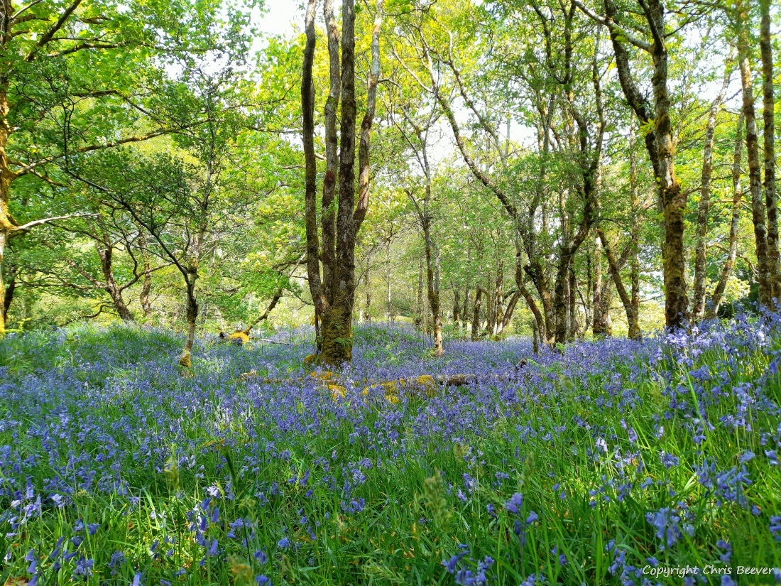Gruline Bluebell Wood Isle of Mull Landscape Art by Chris Beever 3