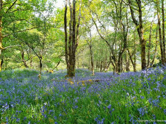 Gruline Bluebell Wood Isle of Mull Landscape Art by Chris Beever 3