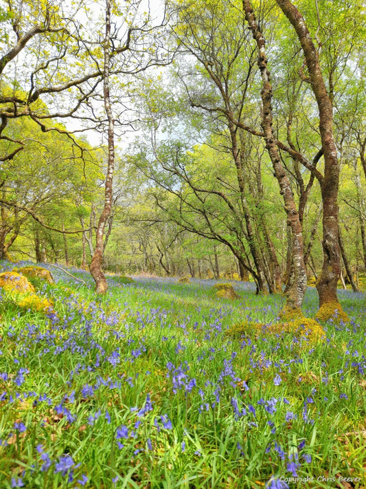 Gruline Bluebell Wood Isle of Mull Landscape Art by Chris Beever 4