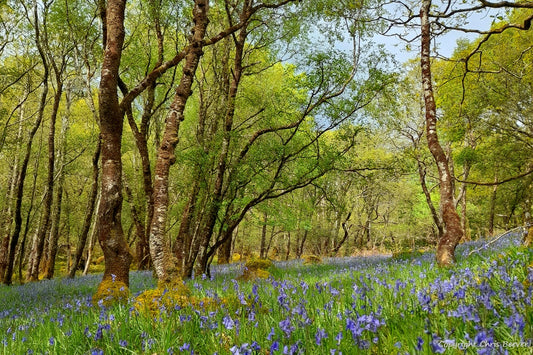 Gruline Bluebell Wood Isle of Mull Landscape Art by Chris Beever 6