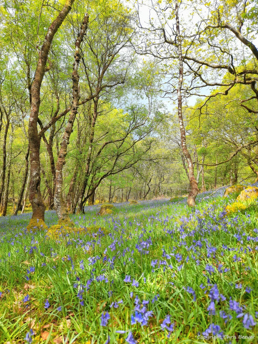 Gruline Bluebell Wood Isle of Mull Landscape Art by Chris Beever 7