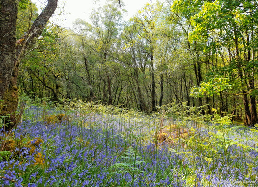 Gruline Bluebell Wood Isle of Mull Landscape Art by Chris Beever 8