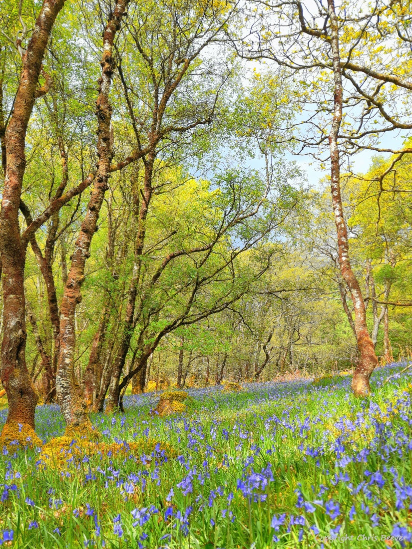 Gruline Bluebell Wood Isle of Mull Landscape Art by Chris Beever 9