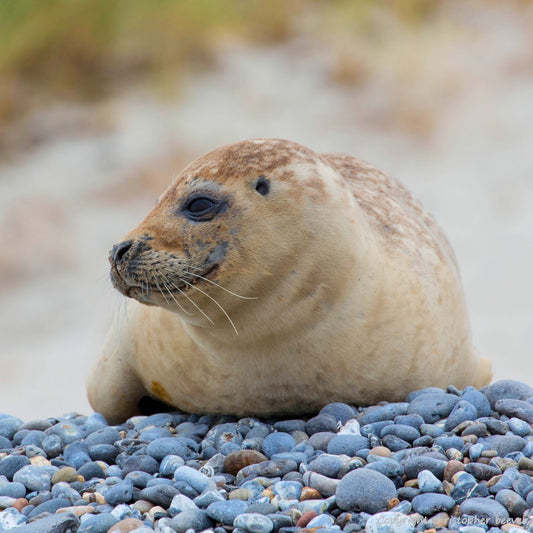 Square UK British Wildlife Art & Photography by Christopher Beever 2