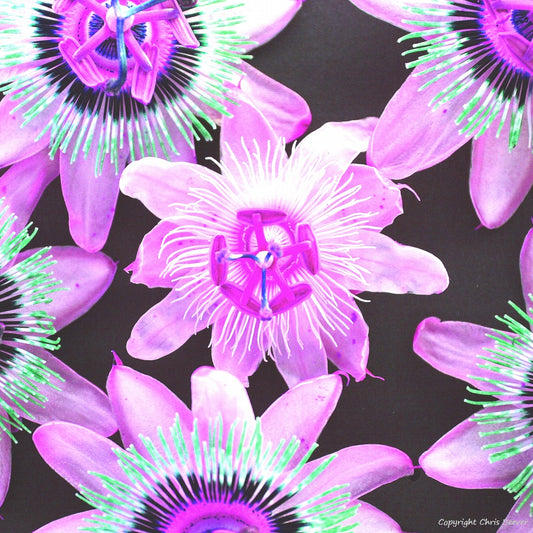 Square Flower Art & Photography by UK Artist Christopher Beever 24