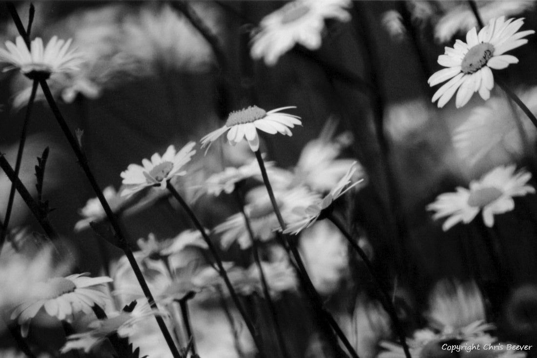 Black & White Flower Art & Photography by UK Artist Chris Beever 14