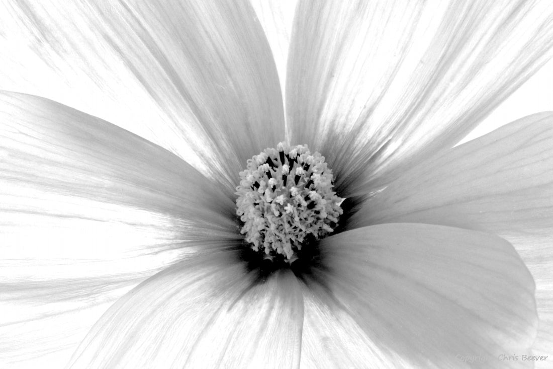 Black & White Flower Art & Photography by UK Artist Chris Beever 19