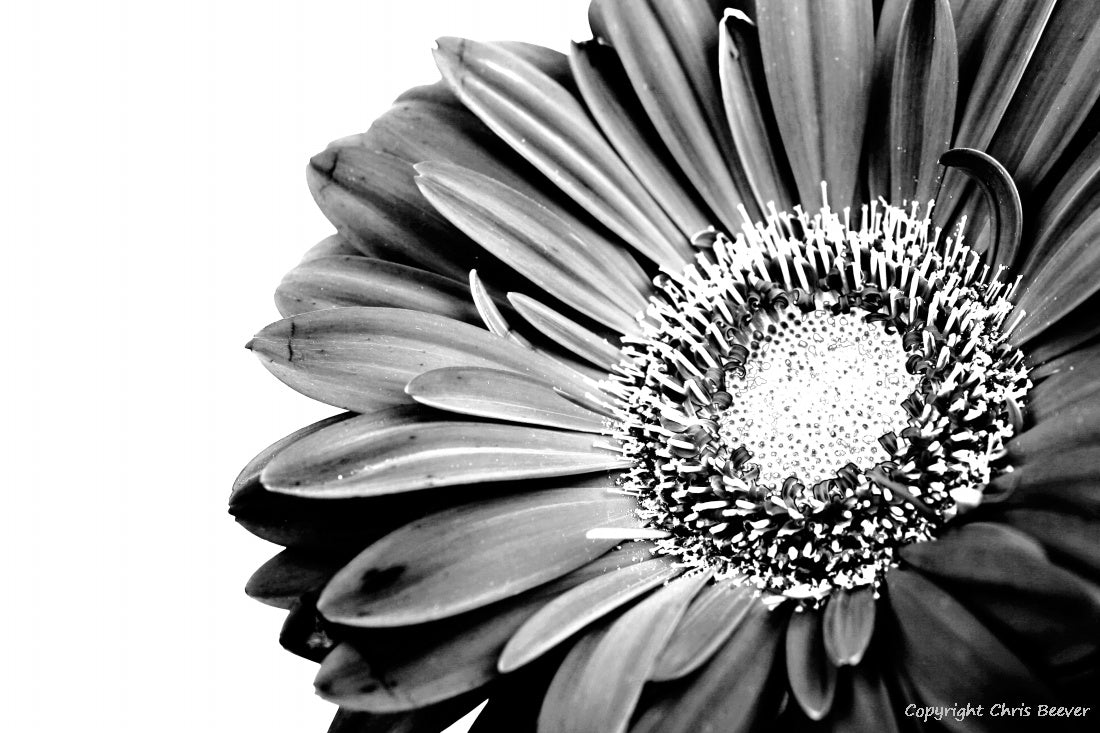 Black & White Flower Art & Photography by UK Artist Chris Beever 2