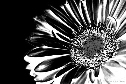 Black & White Flower Art & Photography by UK Artist Chris Beever 25