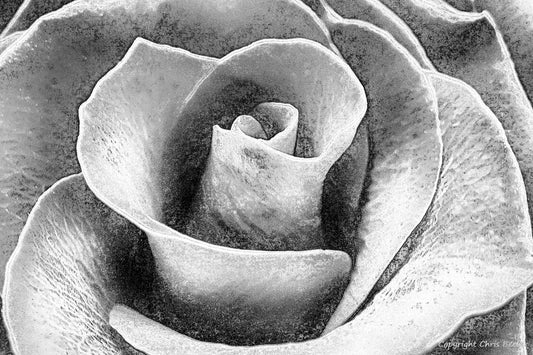 Black & White Flower Art & Photography by UK Artist Chris Beever 29