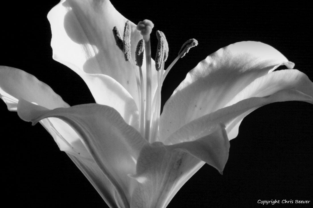 Black & White Flower Art & Photography by UK Artist Chris Beever 3