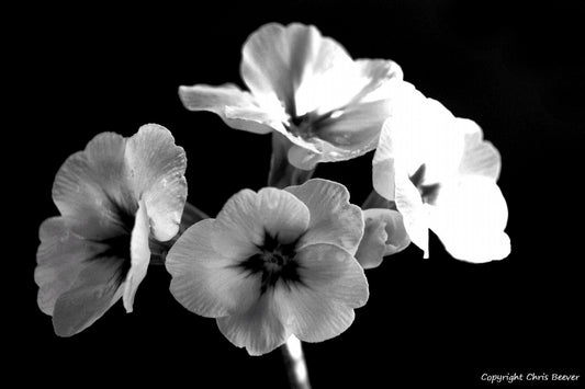 Black & White Flower Art & Photography by UK Artist Chris Beever 31