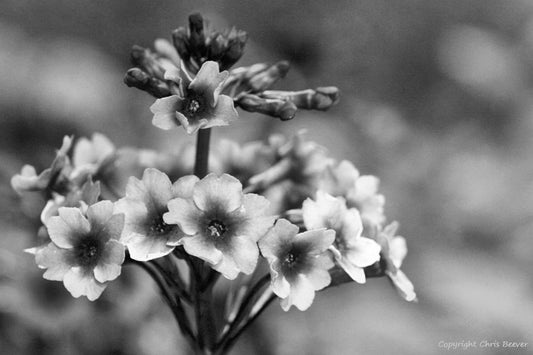 Black & White Flower Art & Photography by UK Artist Chris Beever 34