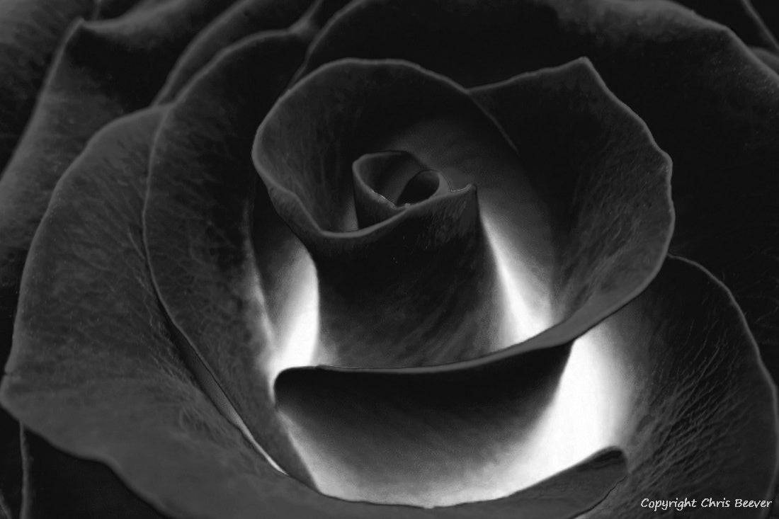 Black & White Flower Art & Photography by UK Artist Chris Beever 35