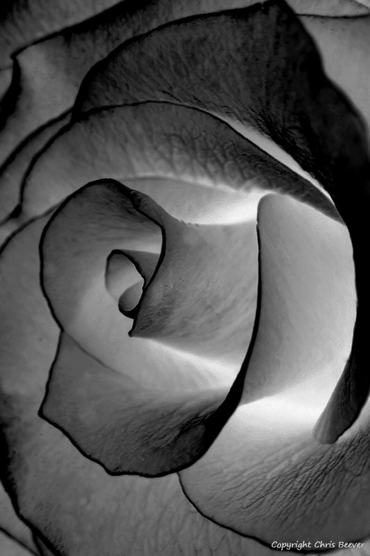 Black & White Flower Art & Photography by UK Artist Chris Beever 37