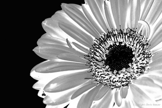 Black & White Flower Art & Photography by UK Artist Chris Beever 40