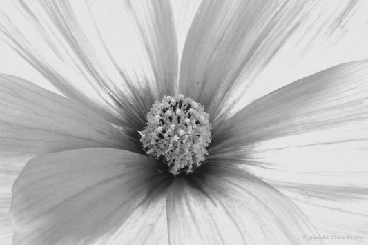 Black & White Flower Art & Photography by UK Artist Chris Beever 42