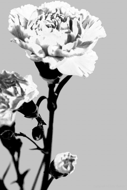 Black & White Flower Art & Photography by UK Artist Chris Beever 43