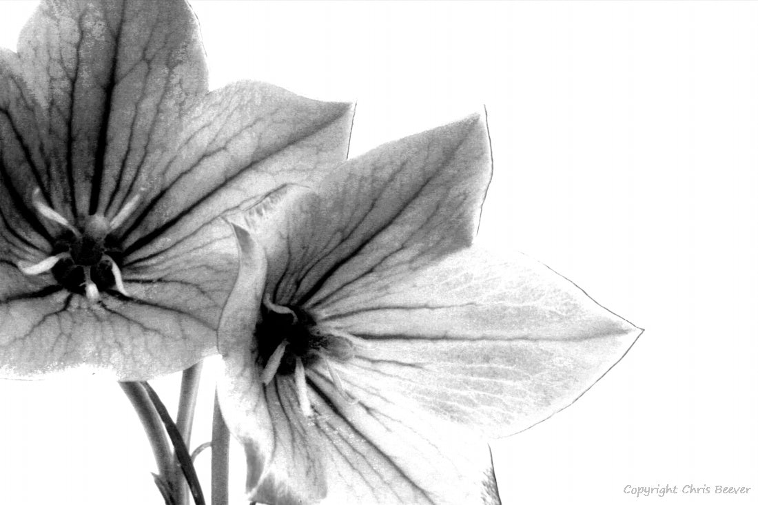 Black & White Flower Art & Photography by UK Artist Chris Beever 45