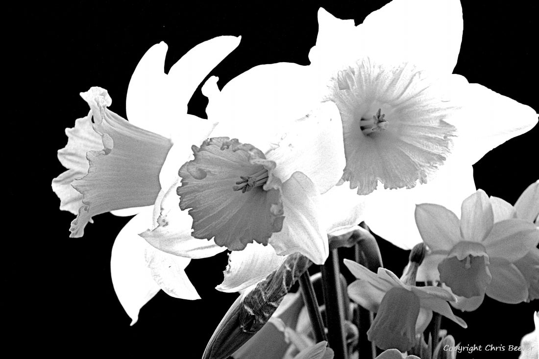 Black & White Flower Art & Photography by UK Artist Chris Beever 5