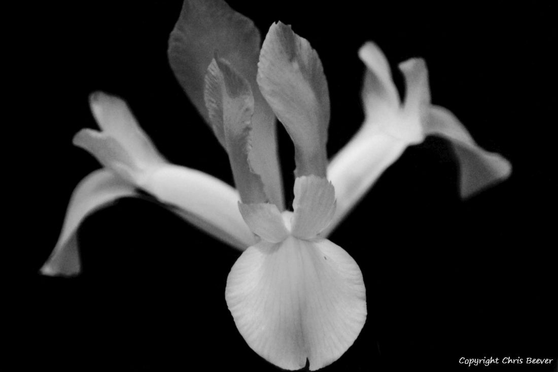 Black & White Flower Art & Photography by UK Artist Chris Beever 9