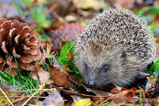 UK British Wildlife Art & Photography by Christopher Beever 12