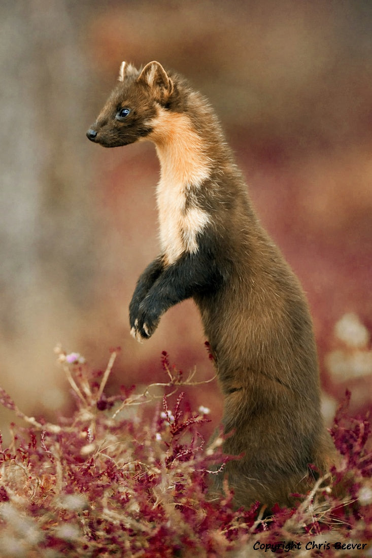 UK British Wildlife Art & Photography by Christopher Beever 13