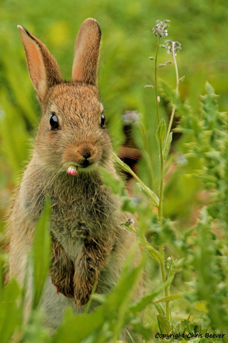 UK British Wildlife Art & Photography by Christopher Beever 15