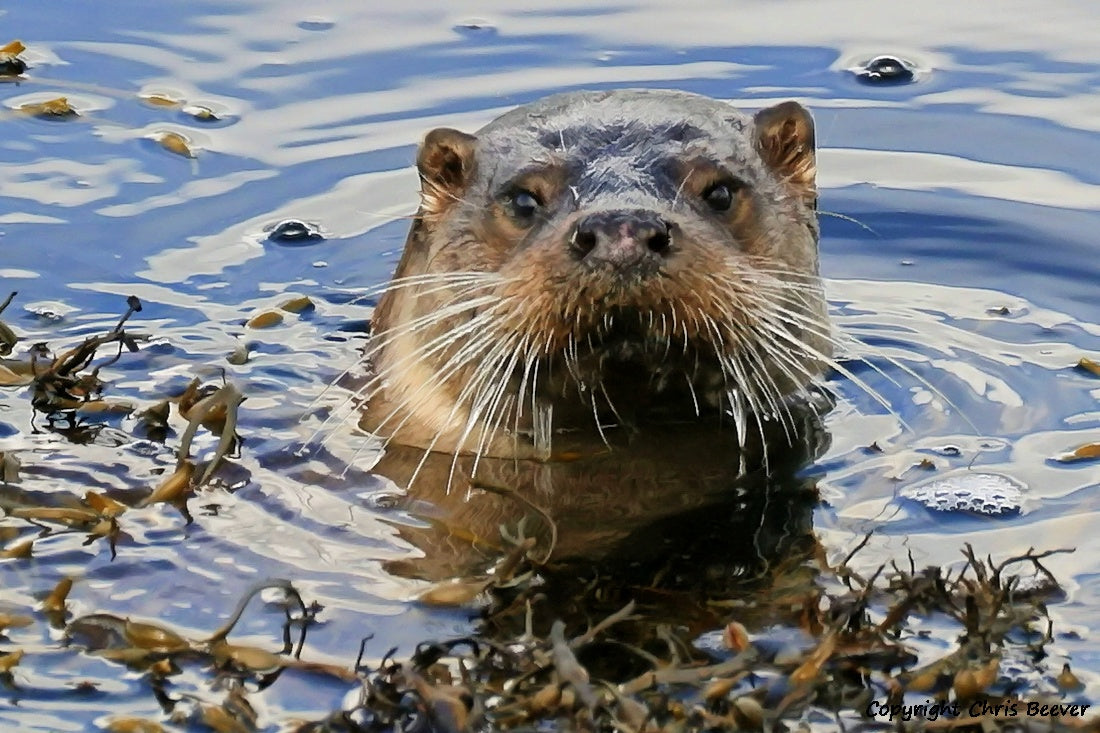 UK British Wildlife Art & Photography by Christopher Beever 17