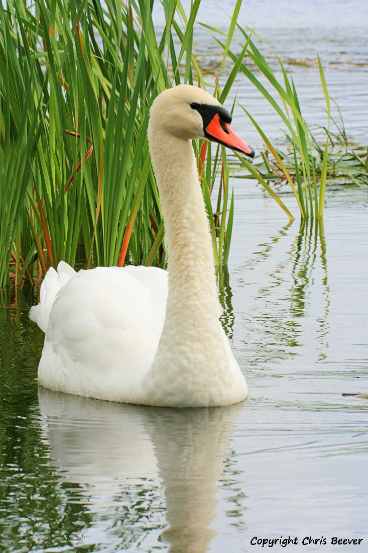 UK British Wildlife Art & Photography by Christopher Beever 19