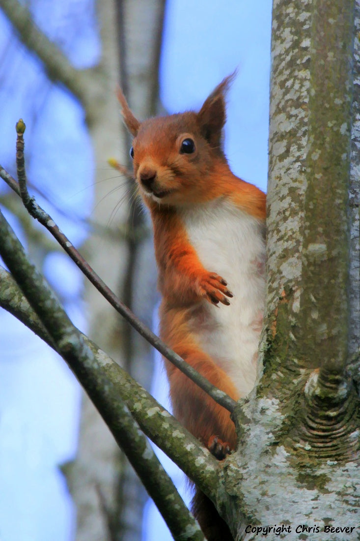 UK British Wildlife Art & Photography by Christopher Beever 2