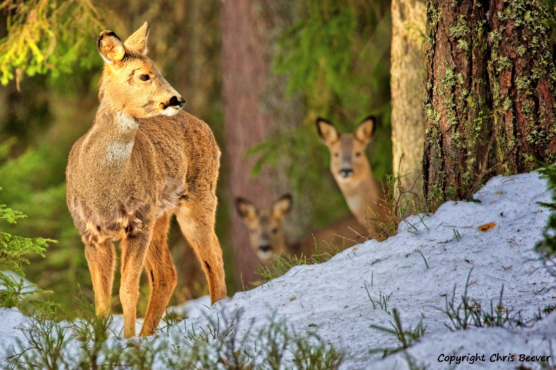 UK British Wildlife Art & Photography by Christopher Beever 20