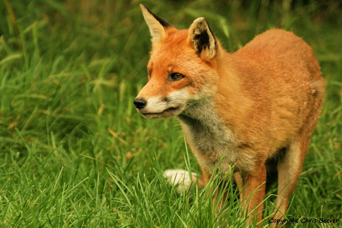 UK British Wildlife Art & Photography by Christopher Beever 21