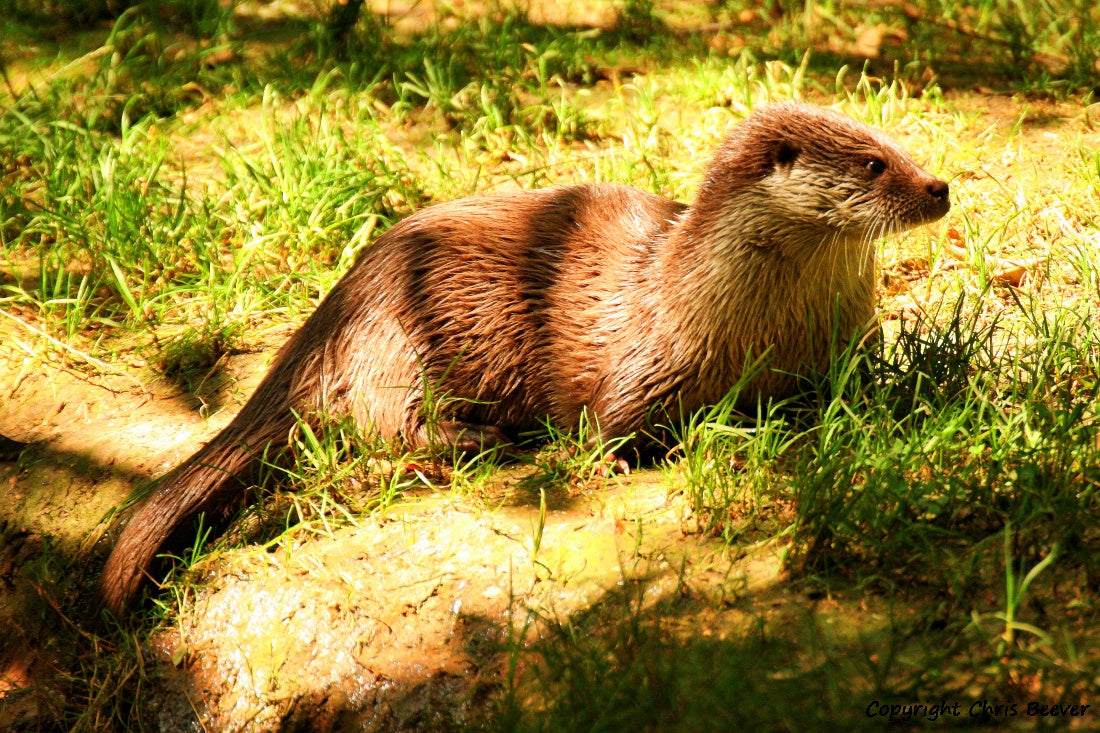 UK British Wildlife Art & Photography by Christopher Beever 23