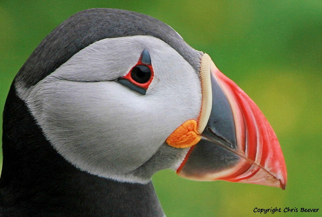 UK British Wildlife Art & Photography by Christopher Beever 24