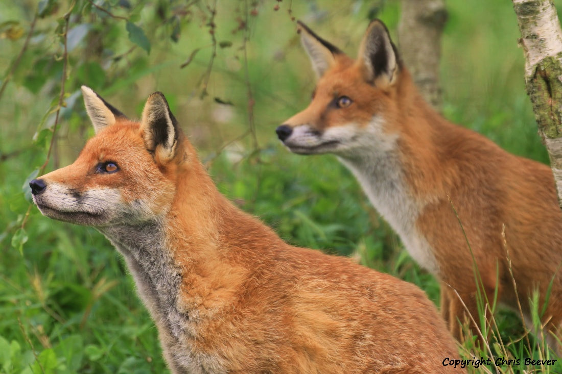 UK British Wildlife Art & Photography by Christopher Beever 3