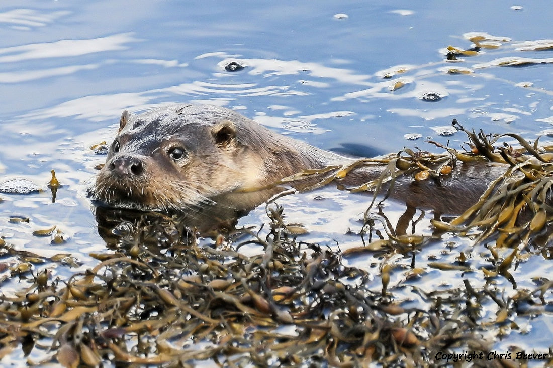 UK British Wildlife Art & Photography by Christopher Beever 4