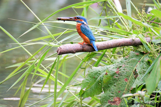 UK British Wildlife Art & Photography by Christopher Beever 5