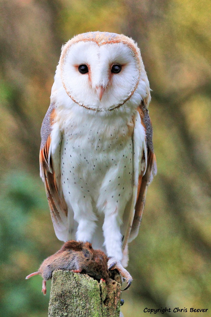 UK British Wildlife Art & Photography by Christopher Beever 6