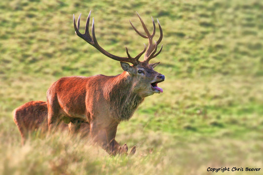 UK British Wildlife Art & Photography by Christopher Beever 7