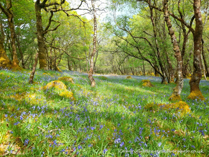 Forest Woodland Field Art & Photography by Artist Chris Beever 10