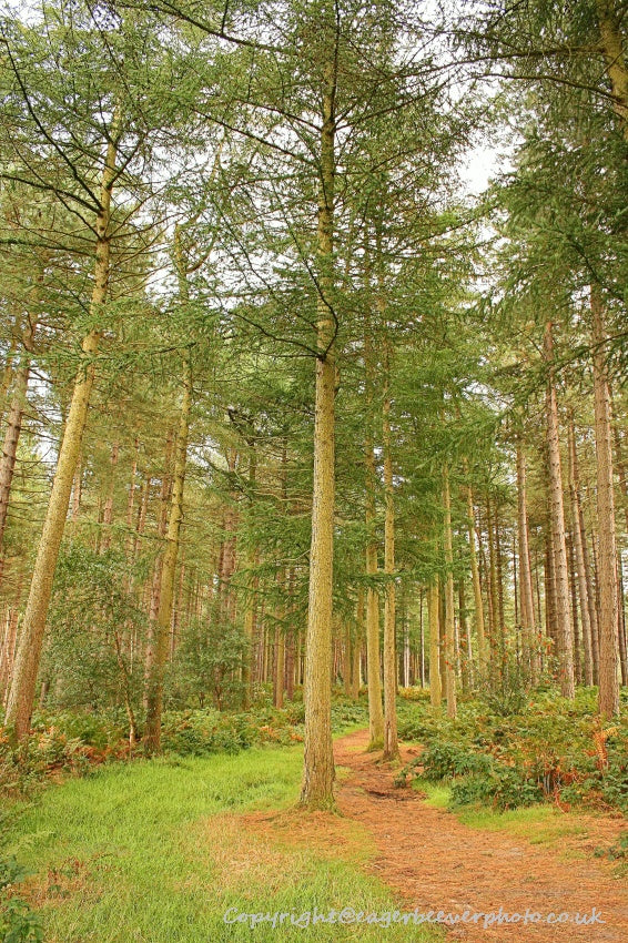 Forest Woodland Field Art & Photography by Artist Chris Beever 11