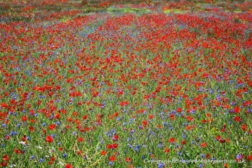 Forest Woodland Field Art & Photography by Artist Chris Beever 12