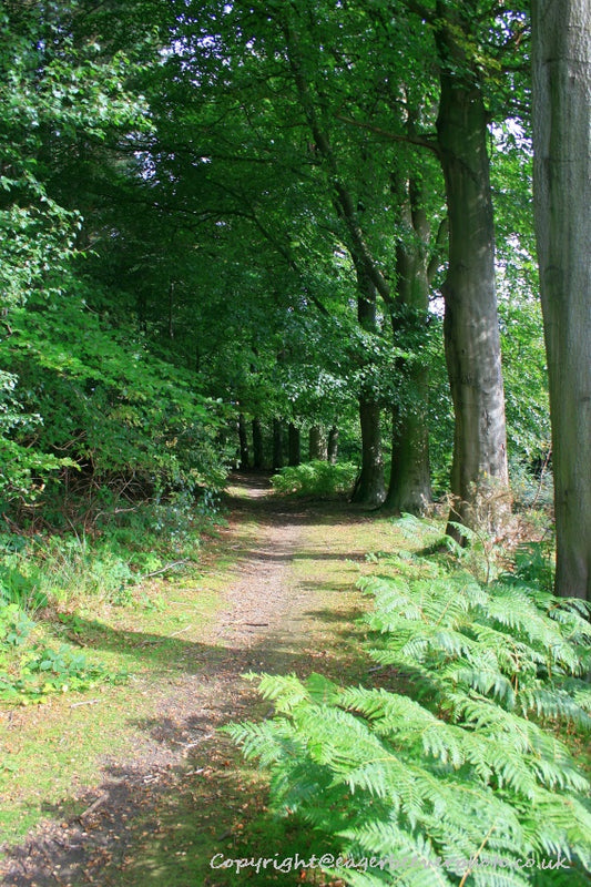 Forest Woodland Field Art & Photography by Artist Chris Beever 13