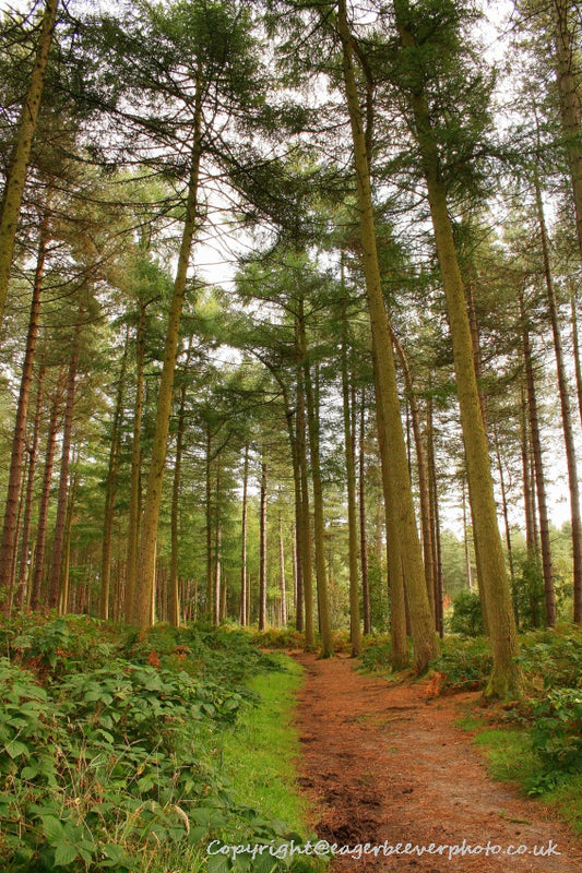 Forest Woodland Field Art & Photography by Artist Chris Beever 14