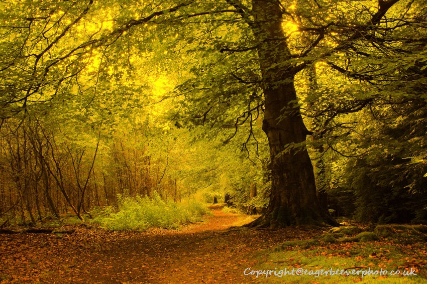 Forest Woodland Field Art & Photography by Artist Chris Beever 18