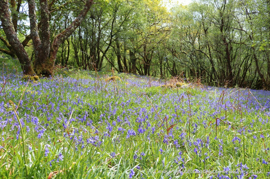 Forest Woodland Field Art & Photography by Artist Chris Beever 19