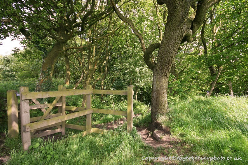 Forest Woodland Field Art & Photography by Artist Chris Beever 20