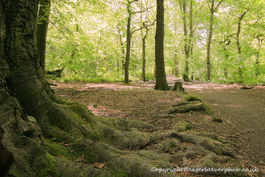 Forest Woodland Field Art & Photography by Artist Chris Beever 21